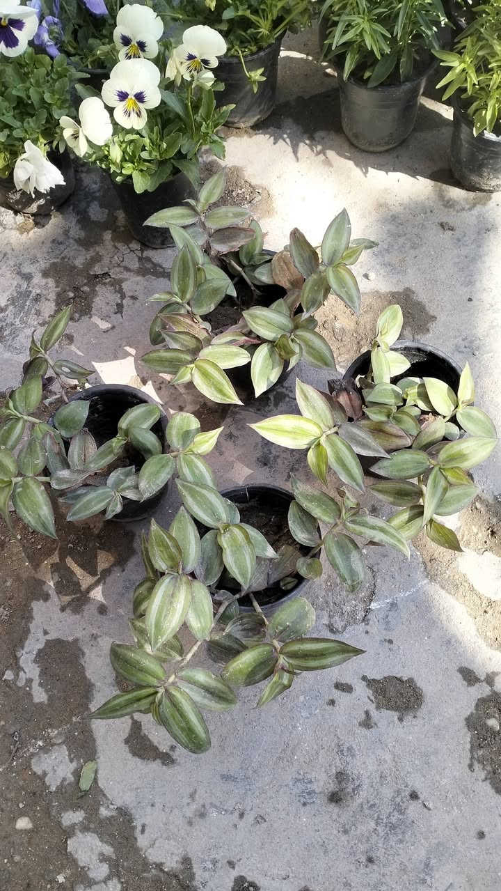 سلام عليكم
وصول وجبة جديدة من النباتات الشمسية..
العنوان التاجي منطقة حي الحسن العسكري قريب على الجامع الامام المهدي عجل الله تعالى فرجه


**إذا كنت صاحب هذا الإعلان وتريد حذفه لأي سبب، رجاءا أرسل رسالة إلى الدعم الفني**