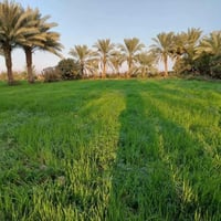 طريق طوريج كربلاء • طابو زراعي • دونم