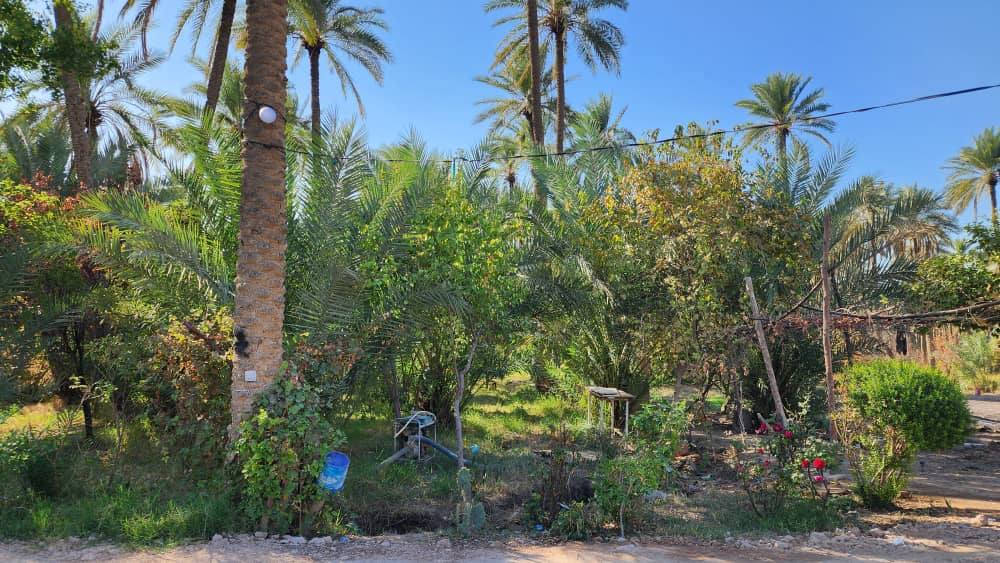 السلام عليكم بستان للبيع في كربلاء المقدسة الإبراهيمية واجه88 م نزال 45 م
معا بيت بناء طابوق مسلح 200 م
وبقطعتين مدفونة 200 ب200
ومع حديقة 60 م
 عدد نخلة 70حمال ونشو 
حمضيات مشمش وكوجه ونارنج ورمان وسفرجل وزيتون وتفاح وتكي وتين ولنك الدنيا
معا أشجار حمضيات 
سعر650ميليوان وبي مجال
 طابو زراعي سند25
 الاتصال علي ***********
