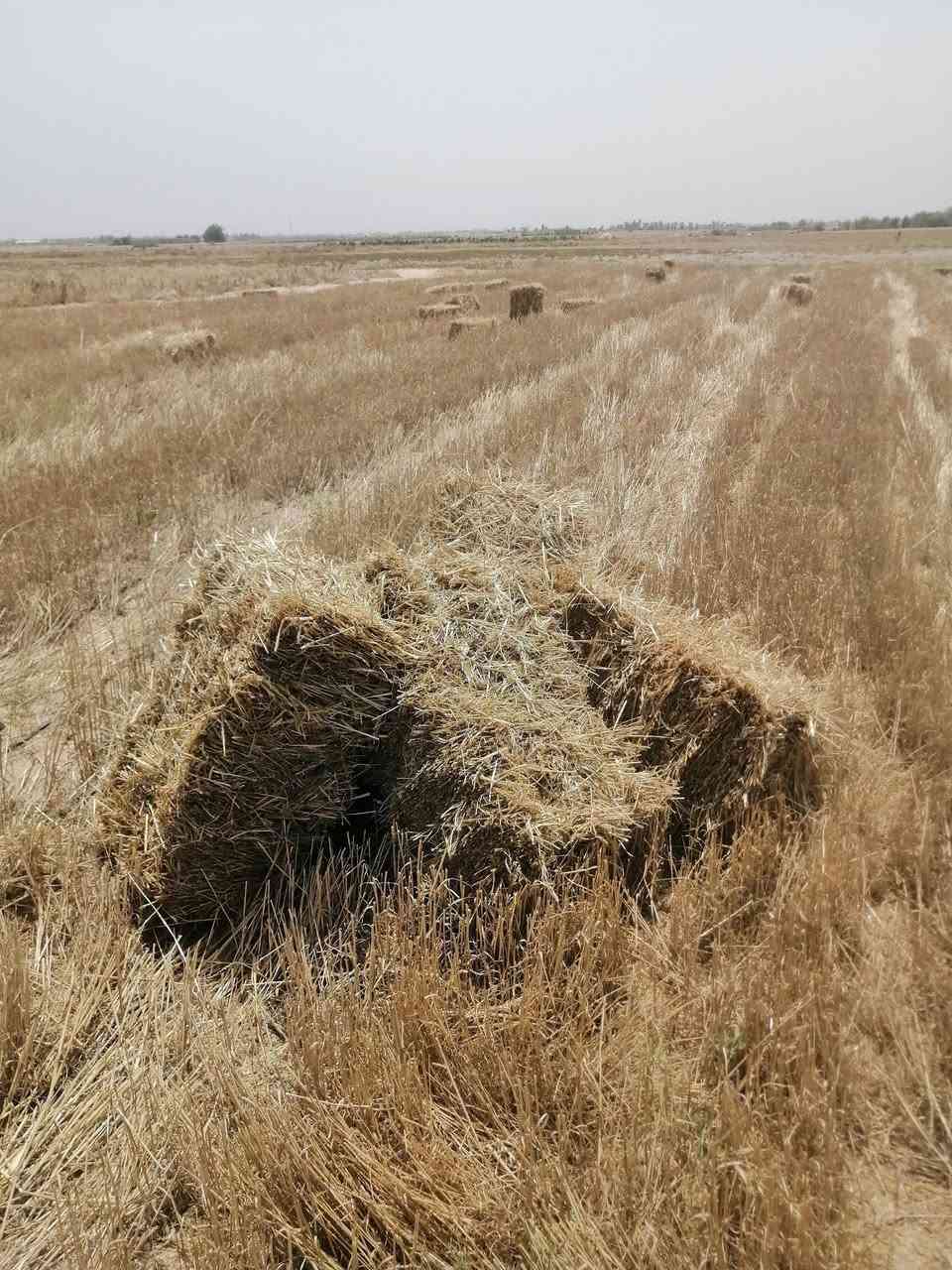 كبس سعر ١٠٠٠كربلاء ***********
