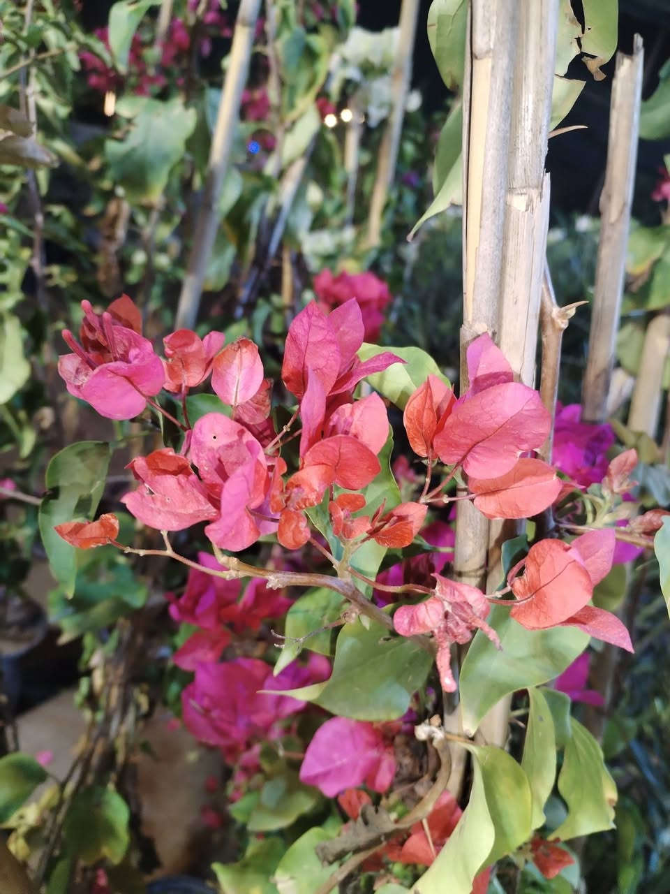 يالله يارزاق المشتل الصغير يتوفر لدينا نباتات داخليه وخارجيه واسمده وسنادين وتراب زراعي وثيل طبيعي مستعدون لعمل الحديقه للحجز والاستفسار ***********
