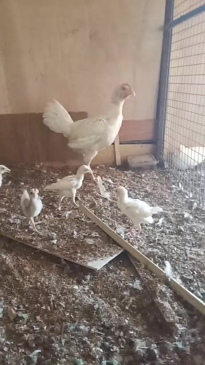 جاج عربي هي وطيوره وراه 8 مخذات لقاح رباعي لبيع مكاني  سعر خاص‏‪***********‬‏
