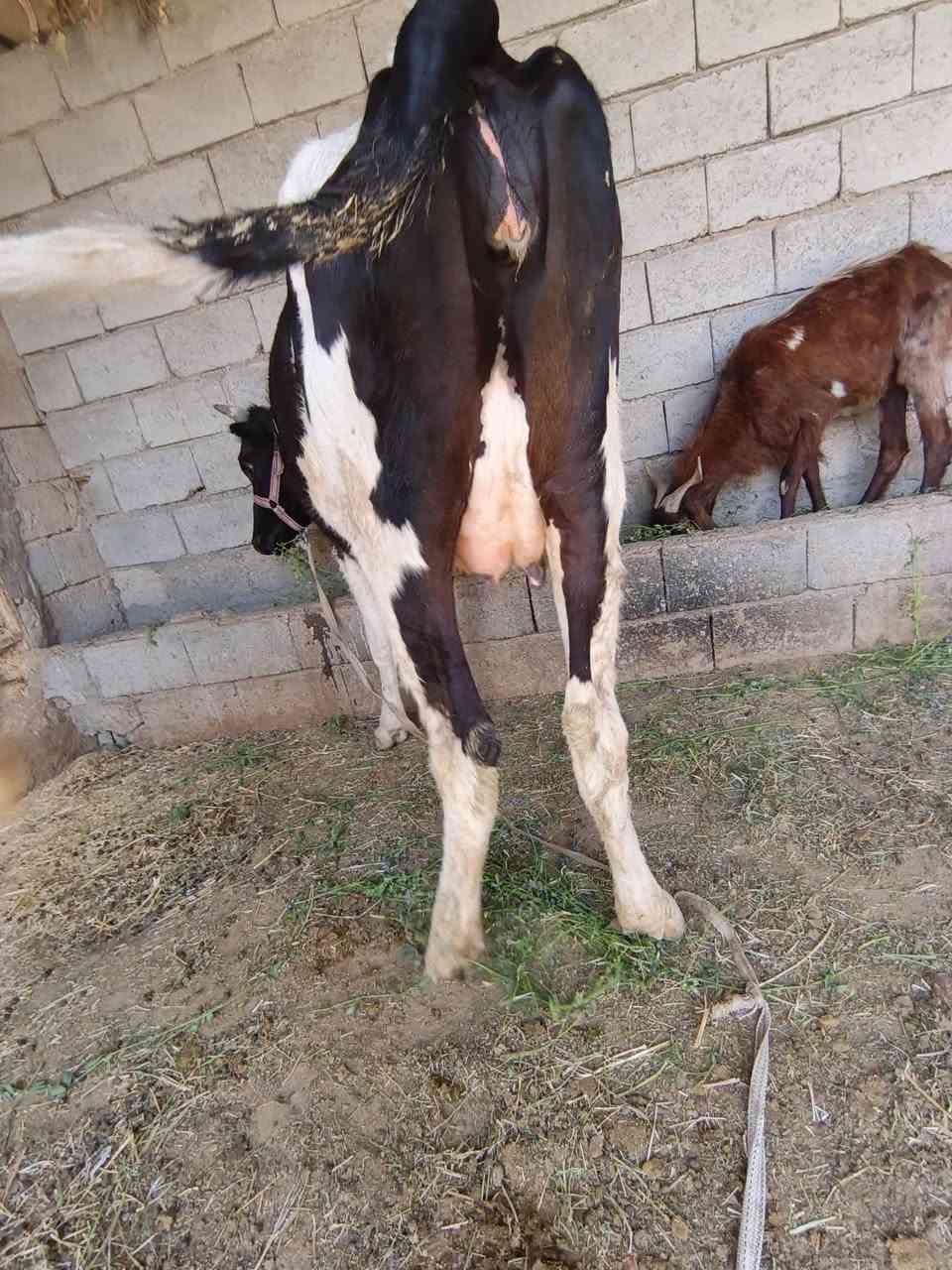 للهم صل علا محمد بجر أول  بطن حاطه على ميلاد  وأمان فول سعره مليونين و ٣٥٠ غفل مكان قريه اصبيح ***********
