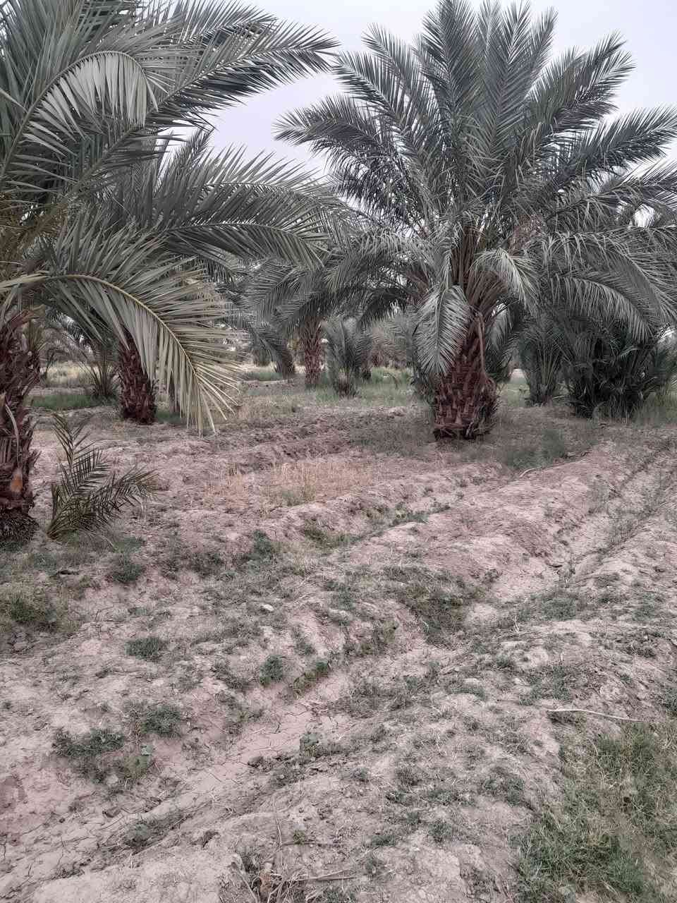 السلام عليكم يوجد لادينه نخل للبيع  من متر ولحد ٣متر النخل كلا حمال ومحمل حالين الرغب بل شراء هاذا رقمي ***********

