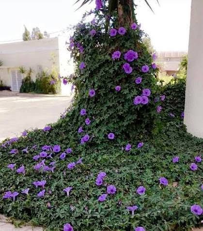 الي يريد  هروش متسلق ست الحسن مجاناا يعلق او يخابرني***********  مدام وقت زراعته هسه
