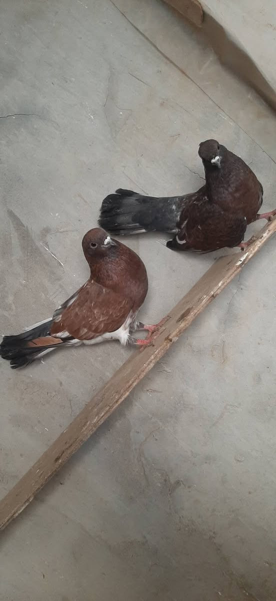 متاح زوج رمانيات مثل ماواضحات بالصوره قجم والطيره ناعمه وكصيره ومهدله الطيور مكصوصه السعر ب 20 المكان تكريت عوينات ***********
