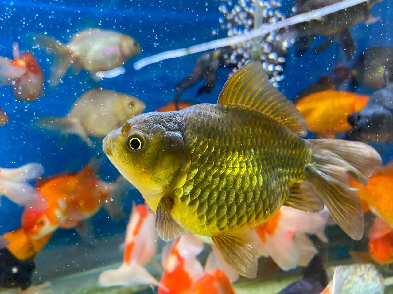 وصول وجبه جديده كولدفش امايات ريد كب و لاين هيد
🐠🐠🐠🐠🐠🐠🐠🐠🐠🐠🐠🐠🐠🐠🐠🐠
الأسعار مناسبه ✅
جمله ومفرد
العنوان كركوك قادسيه سايد المرور القديم مجاور حلويات الحلواني


**إذا كنت صاحب هذا الإعلان وتريد حذفه لأي سبب، رجاءا أرسل رسالة إلى الدعم الفني**