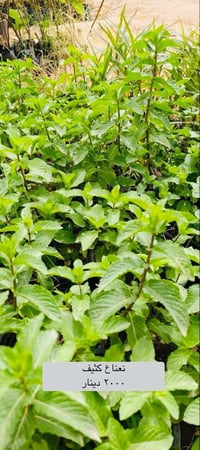 نباتات زينة • نباتات عطرية • مشروع المسيب
