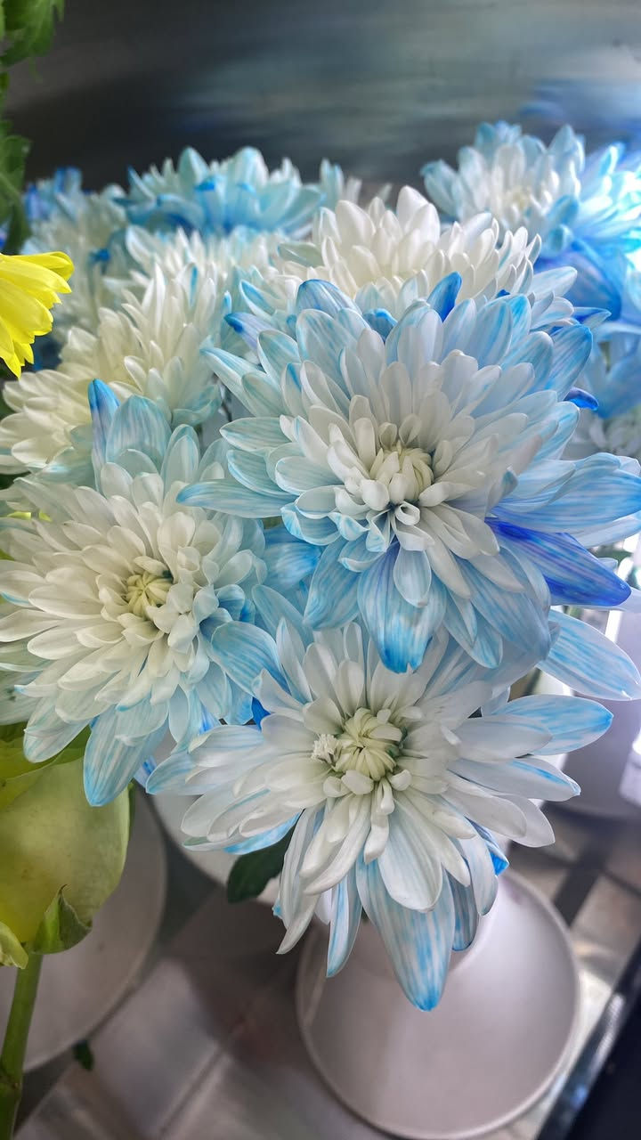 مرحبا 
يتوفر لدينا باقات ورد طبيعي
مع العلم سعر الوردة الوحدة 3 تالاف دينار فقط لفترة محدودة 

للطلب والتوصيل ***********
الاسكان شارع مستشفى الطفل مقابل محلات الجوهرة
