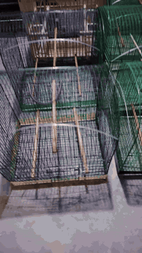 العرض مستمر جوه السوك جبنالكم اليوم ٩ اقفاص جدد لوك اقفاص بلابل الخضر ٧ اقفاص وخشب قفصين الخضر على ٦ والخشب على ١٢ واذا شلع كلهم يفرق بالسعر  اقفاص مامستخدمه
خلي يستفاد الفقير😉
عنوان كركوك مستشفى اورام سايدين اليروح على بنجه علي
*********** 📞
