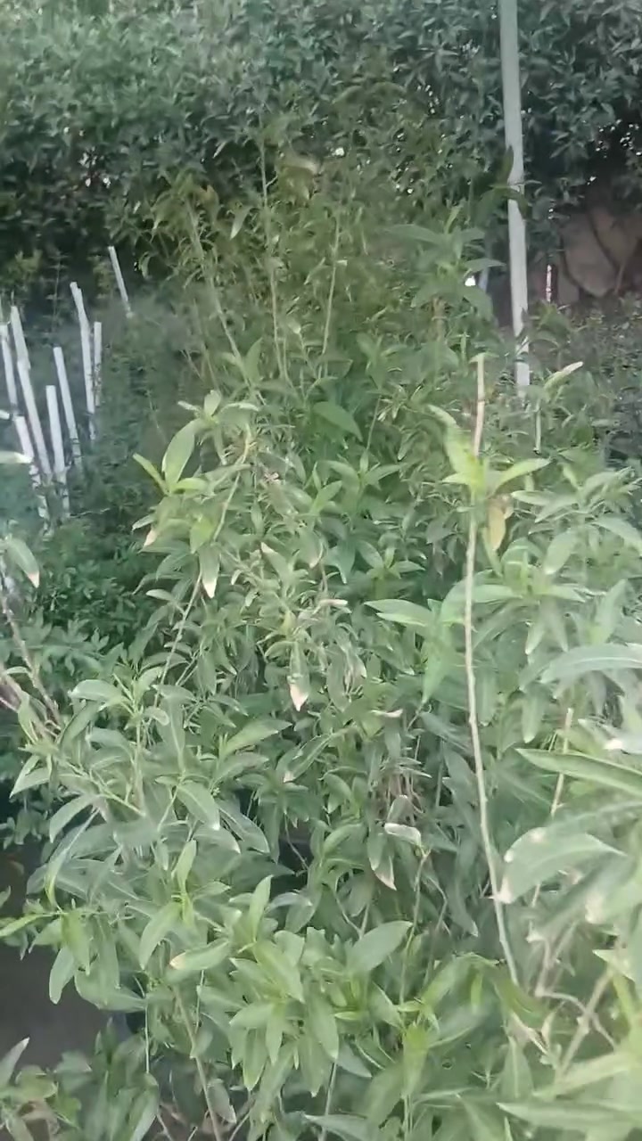 مشتل الزهور حي ميسان مقابيل مصرف الدم الحاج محمد العبودي


**إذا كنت صاحب هذا الإعلان وتريد حذفه لأي سبب، رجاءا أرسل رسالة إلى الدعم الفني**
