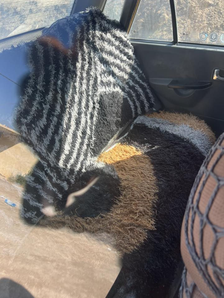 سايبا 12
السياره بسمي مكانه بغداد المحموديه

مستعجل على بعهه

السعر  18 وبيه مجال
***********
