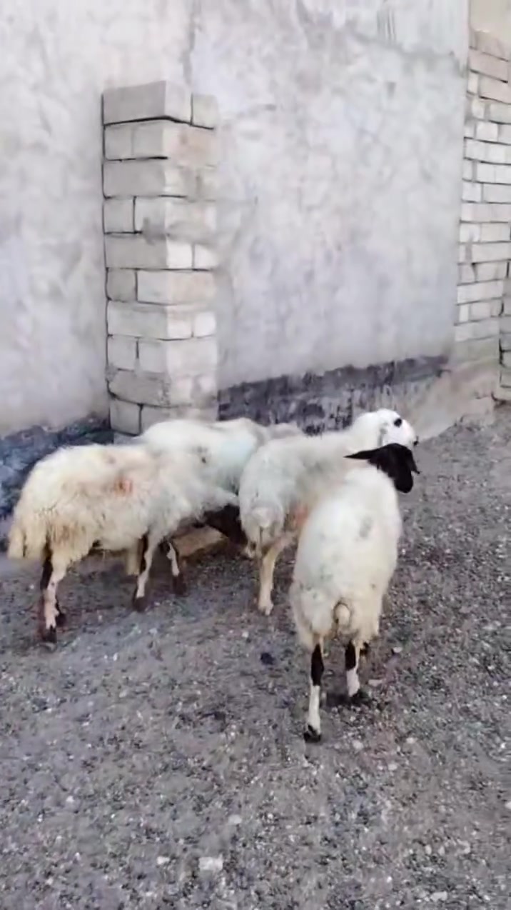 يوجد نعاج للبيع ملات جنيه وراجين سنهن درجه اوله نعاج عشر  
المكان بيجي حي العصري 
                   الشراي يخابرني علارقام 
*********** زين   *********** اسيا
