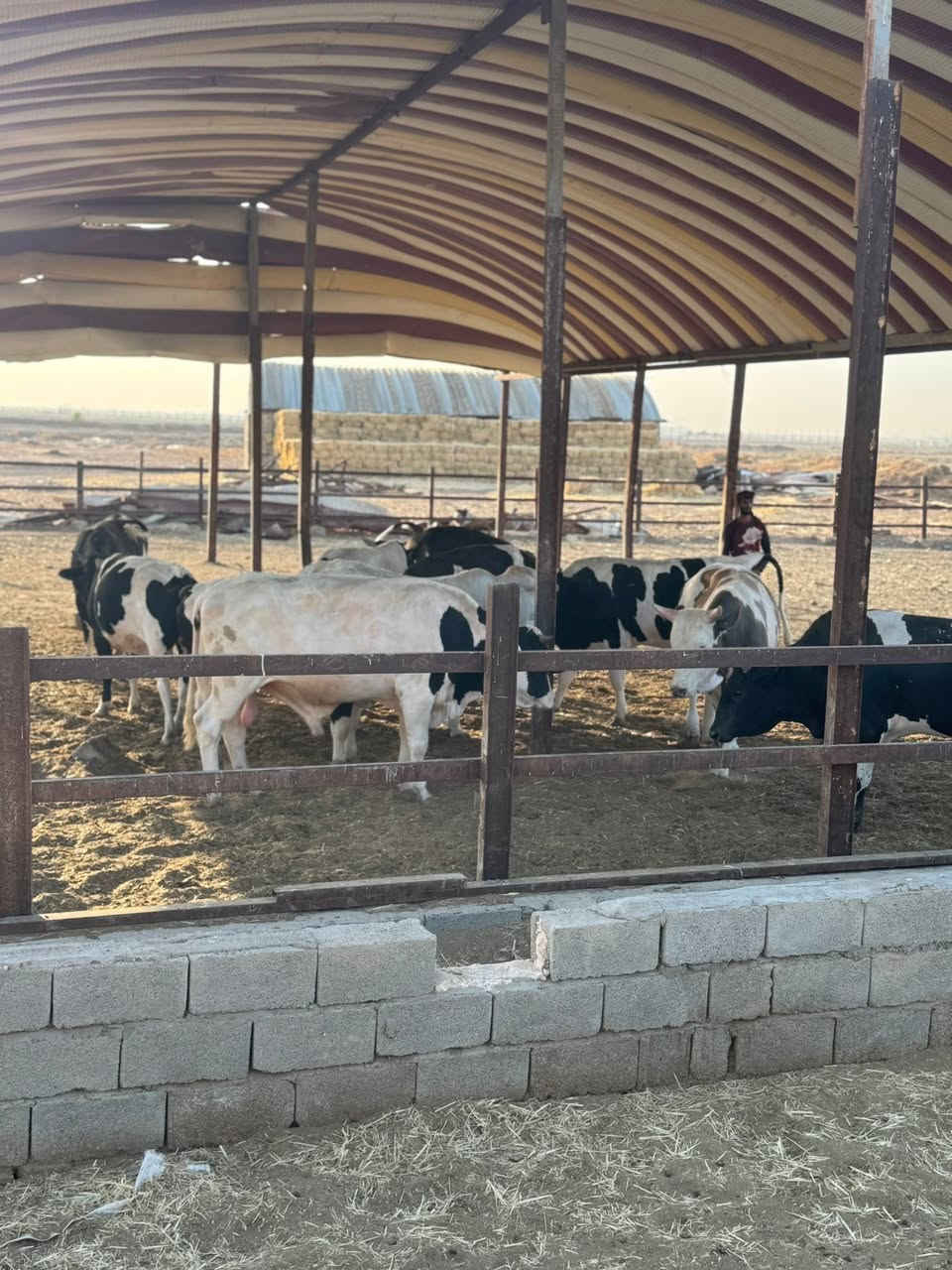 🐂🐂🐂🐂🐂🐂🐂🐃🐃🐃🐃
تم وصول وجبه جديدة من العجول بمناسبت شهر محرم
 (عجول و مباجير )عراقي 
 باوزان مختلفه
🔴علما ان البيع يكون على الوزن🔴
العنوان:
واسط/الكوت /طريق الحي /قرب المعهد الفني  
 للاستفسار:
*********** 📞
