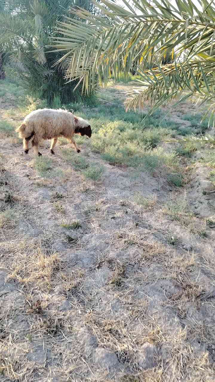 متاح ٤طليان افحل خشنات وسمان الشراي يتصل وبيه خير ويدلل ***********
