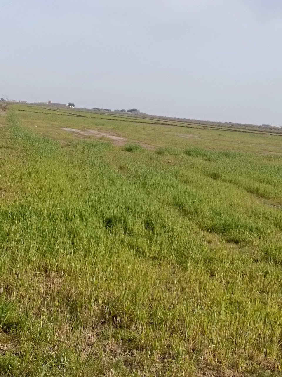 شروه للبيع 50دونم بسعر مناسب الشذيريه قرب معامل  الطابوق أتصال عل الرقم ***********0 أو خاص
