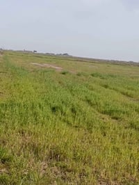 الشذيريه • ٥٠دونم • قرب معامل الطابوق