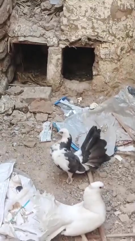 عرايس عدد 8مكان ناصريه اربعميه دار .         ***********
