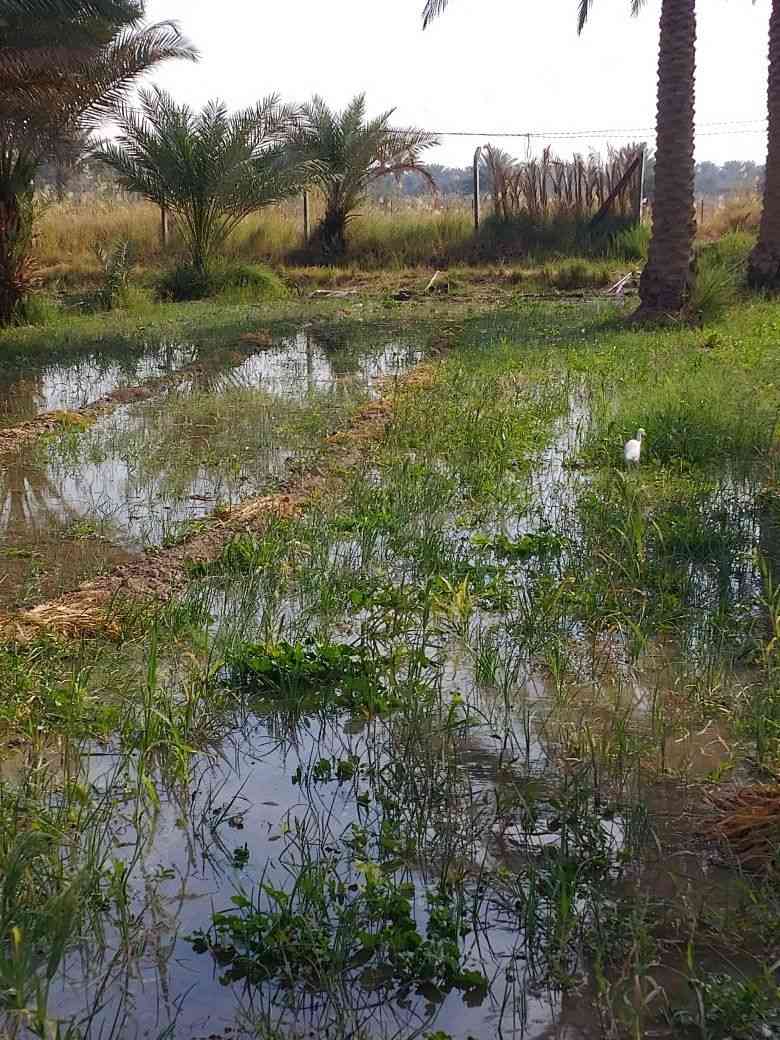 السلام عليكم يوجد لدينا خمسه دونم اللبيع طابو زراعي سند 25 المكان بابل على بزل حجي علي الاستفسار ***********
