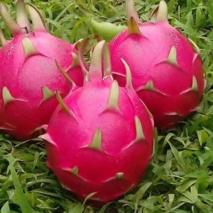 متاح لدينا بذورها بذور شجرة فاكهة الدراكون فروت اللب الأحمر واللب الأبيض لطلب والحجز
واتساب *********** السماوه أو مراسلة الصفحه يوجد خدمة توصيل طلبات داخل السماوه ولكافة المحافظات لباب البيت أنواع البذور الاستوائية النادره
