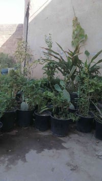 ورد • شتلات • الزبير الضويهرات
