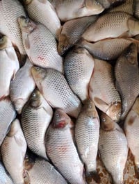 كارب وسط الوزن كيلو ونص سعر الكيلو ب 4 الاف يوجد خدمة توصيل 0771178082...