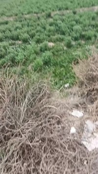 طويريج • قرب الحولي • أرض