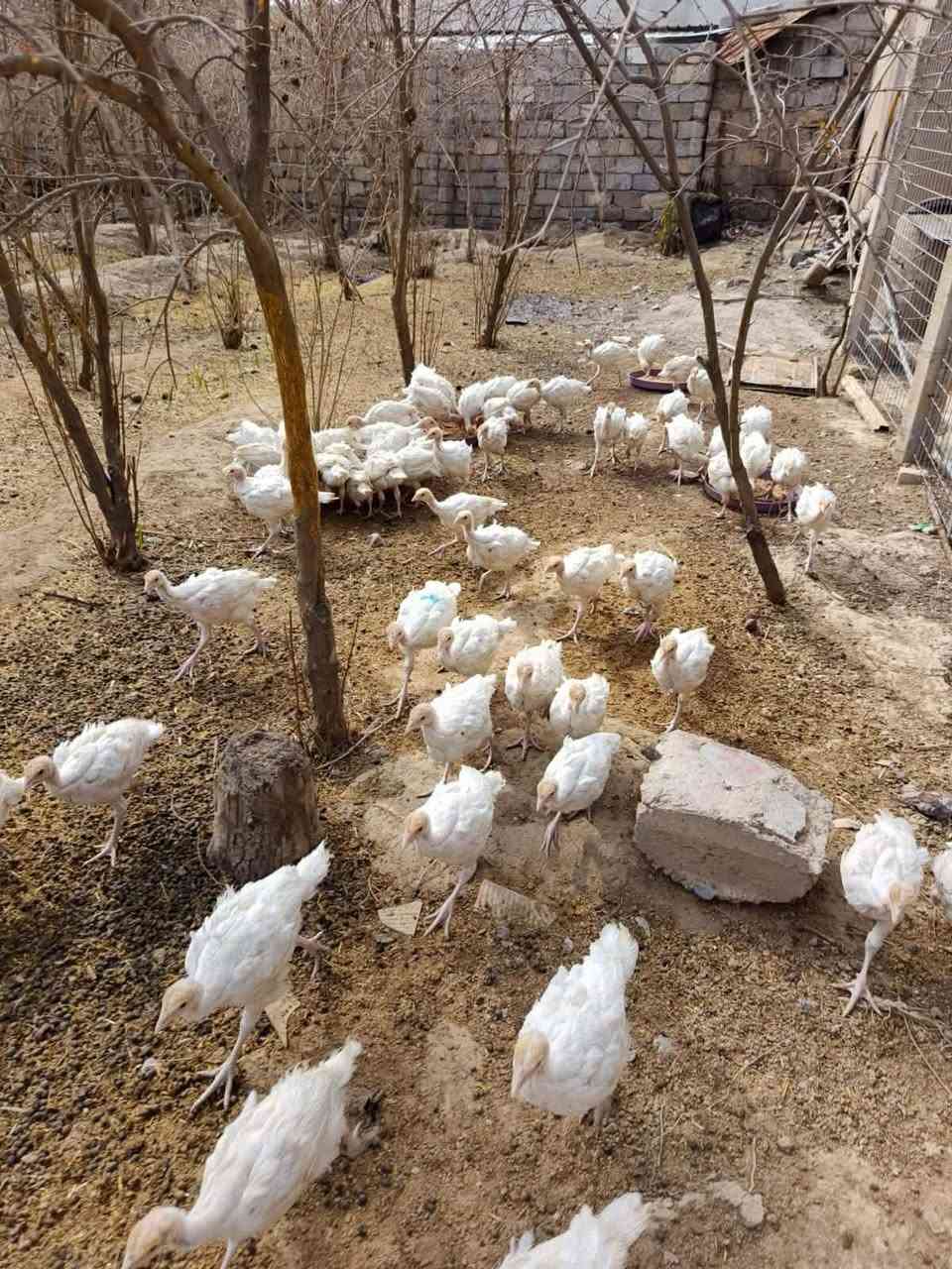 السلام عليكم
يوجد لدينا افراح شيش الوزن كيلو ونص
العمر شهرين ماخذ جميع القاحات
سعر الجوز 25 الف
الموقع الخضرانية
هاتف ***********
