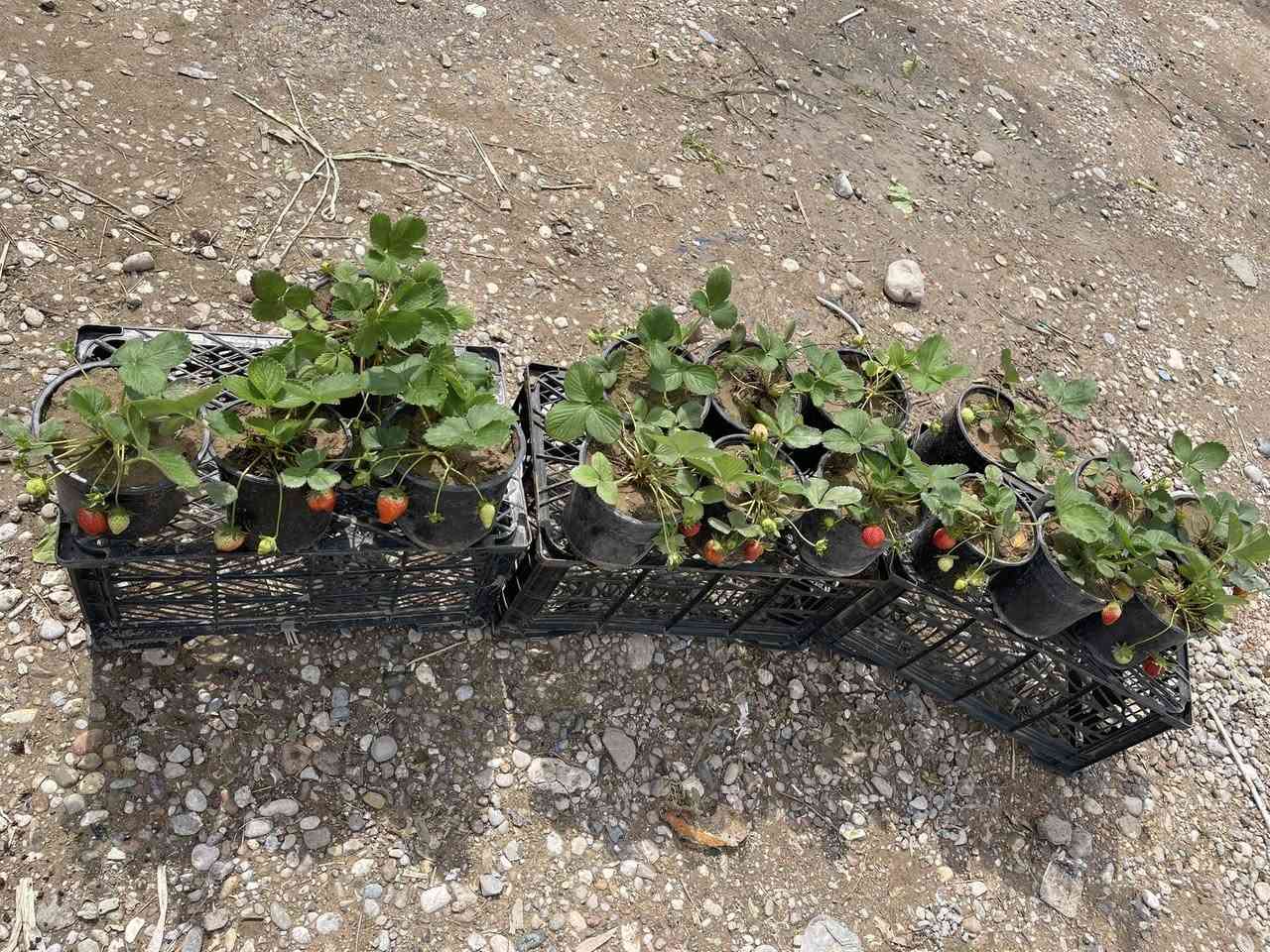 ماشااللە جملەو مفرەد بەردەستە زۆر تایبەتو جوانن  هەموی بەری پێوەیە
ناونیشان  گردەگۆزینە گەیاندن هەیە   ***********
