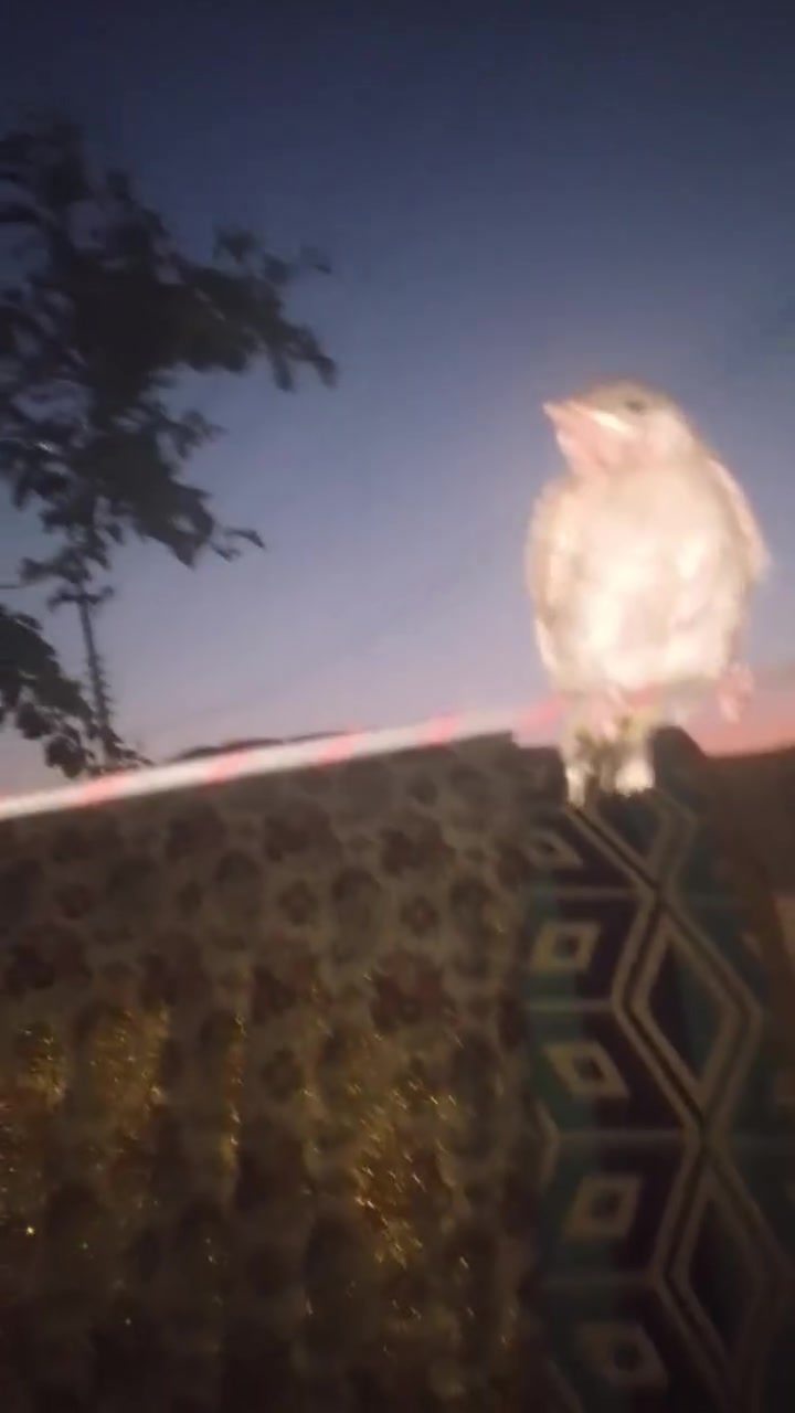 بلبل اليف  للبيع


**إذا كنت صاحب هذا الإعلان وتريد حذفه لأي سبب، رجاءا أرسل رسالة إلى الدعم الفني**