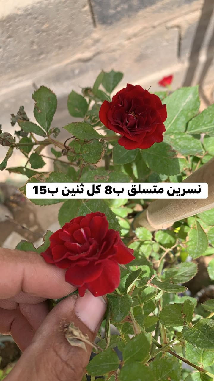 تفاصيل داخل صور


**إذا كنت صاحب هذا الإعلان وتريد حذفه لأي سبب، رجاءا أرسل رسالة إلى الدعم الفني**