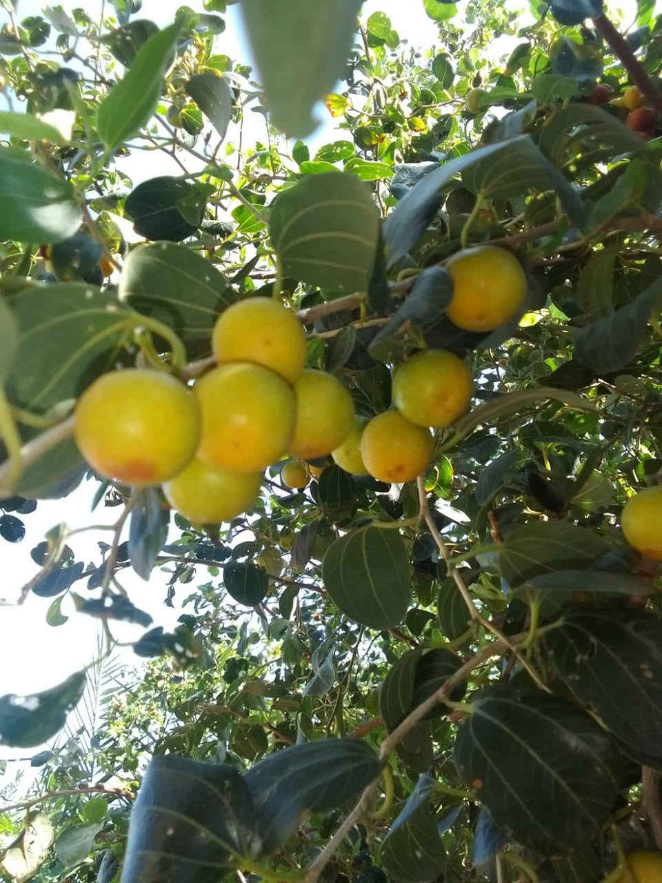 بيت طابو زراعي للبيع  طابقين المساحه 230  يتكون من ٤ اغرف نوم
العنوان حي بابل الزراعي جهت السايلو يبعد عن التبليط الجديد 200 متر 

السعر 75 وبي مجال قليل للاستفسار ***********
