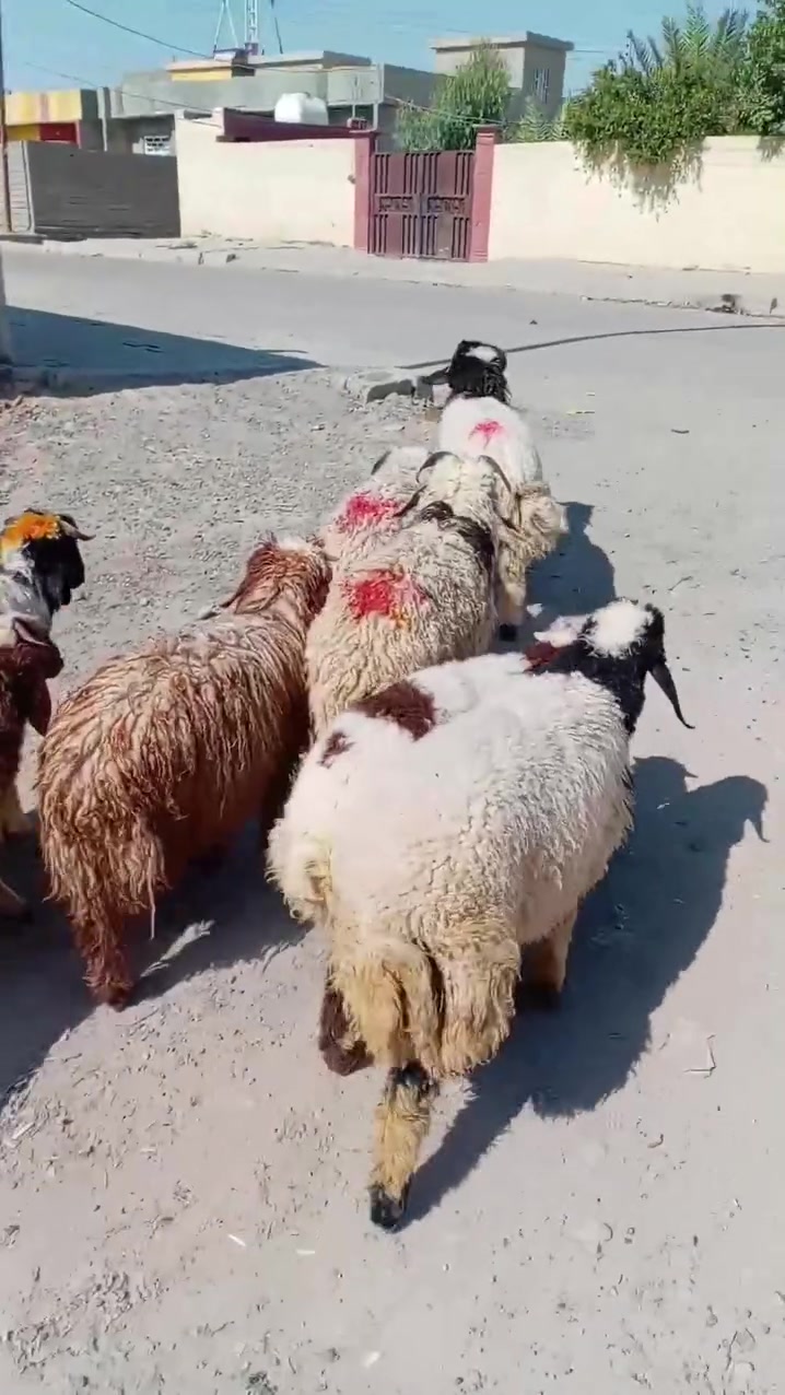 سلام عليكم لبيع طليان عدد ٨+فطيمه1 شرط نصاحه مكان بيجي حي العصري رقم الهاتف *********** /***********
