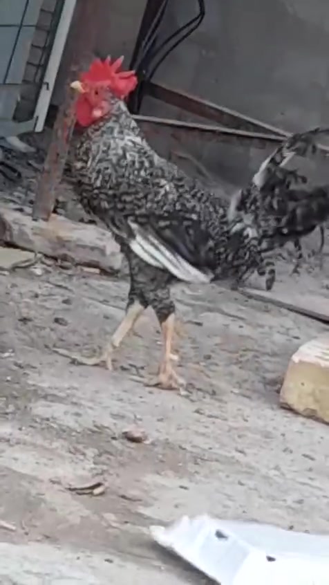 4 بشوش الزوج ب 25 قفل 
ديچين الواحد ب 15 قفل 
***********
نجف
