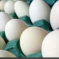 متاح بيض بوطاني وعرب  07518210574
