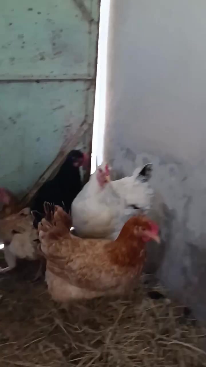 للبيع دجاج امريكي او عرب سعرهم شلع 125 ،، الي يريد يخابر ***********
