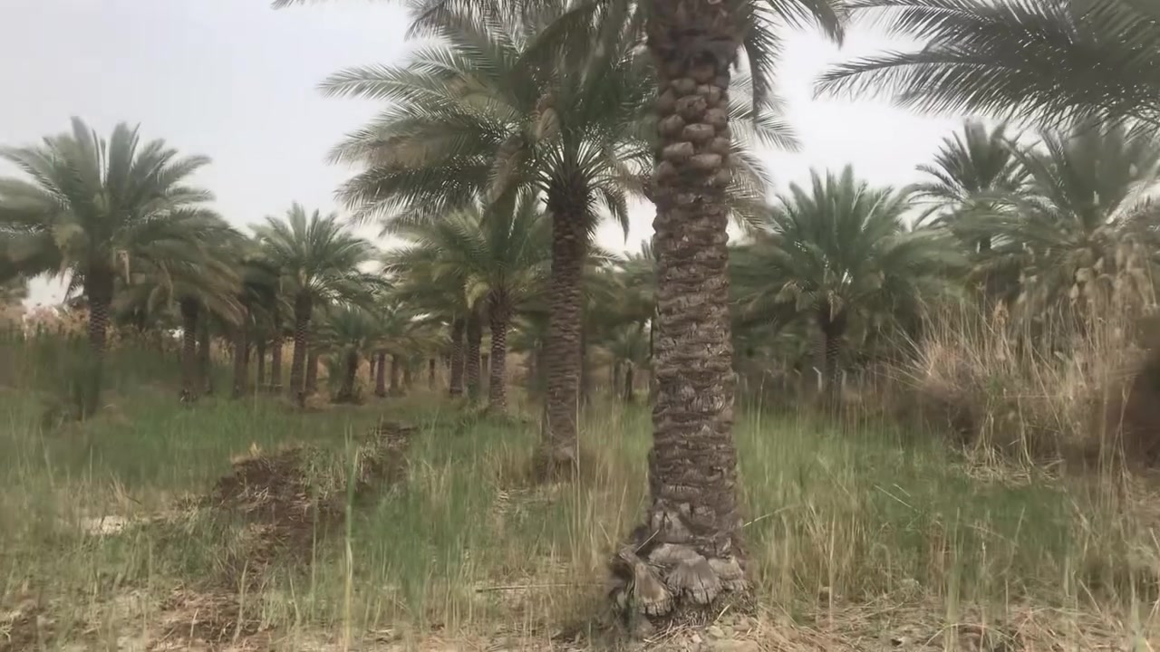 سلام عليكم دونمين و400متر للبيع طابو زراعي سند ٢٥ شارع بغداد كربلاء تفاصيل اكثر داخل المقطع للاستفسار الاتصال ع رقم ***********
