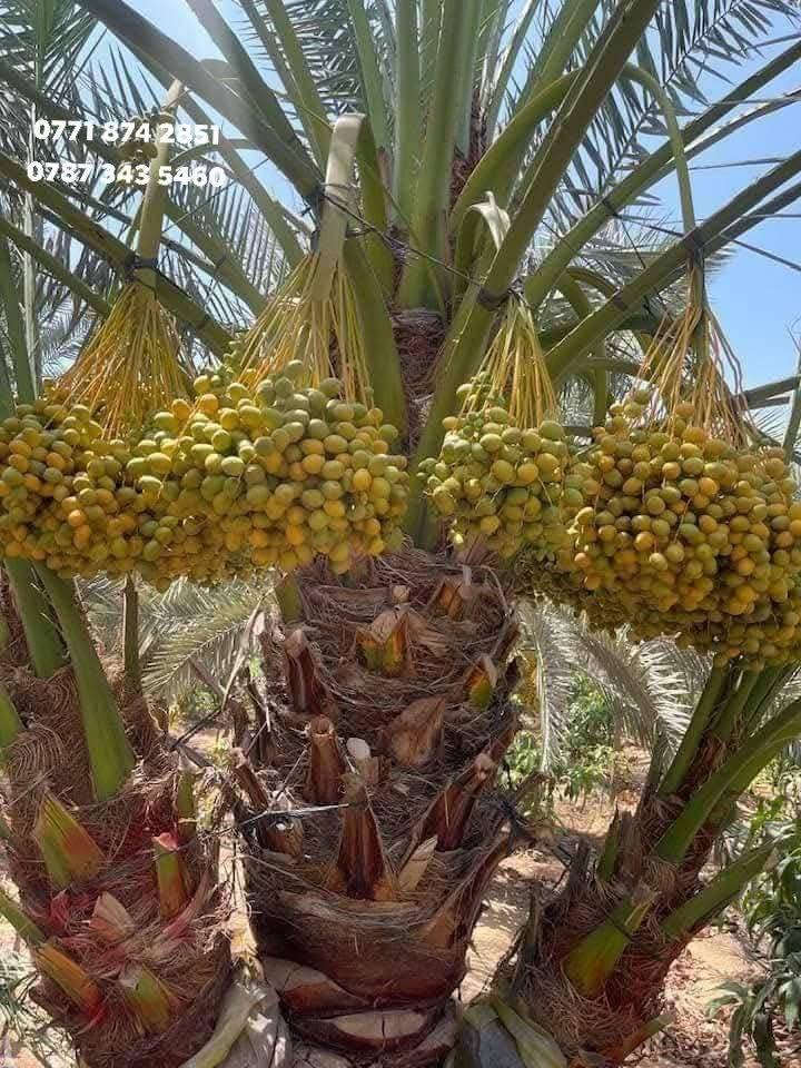 مشتل الربيع لبيع كافة انواع العنب الحلواني والكمالي ويضاآ انواع النخيل كافه الكبير العنوان بابل السياحي للاتصال والاستفسار ***********
