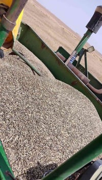 دراجة جوندير • موديل 80 • مكينة وكير شرط