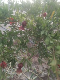 دونمين • نخل مثمر • الفريحي