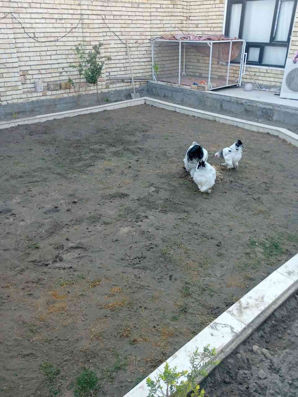 دار للبيع مساحه 360م ركن 3شوارع حي الحوراء قرب حسينية بيت عبد الخضير طابقين الاول كامل والثاني غير مسقف يتكون من غرفتين وصاله واستقبال مجموعتين صحيات مع مطبخين حار وبارد مع منور وكراج كبير مع حديقه كبيره للاستفسار ***********
