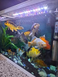 حوض اسماك • ٦٠سم • بغداد عامريه