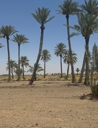 للبيع 2 دوانم   بابو غريب سميلات قرب من مزرعه التالق   طابو زراعي سند ...