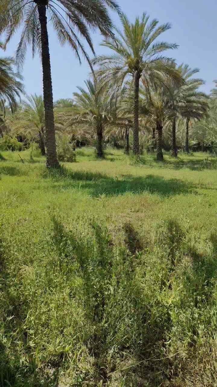 دونم واجه 35 طابو زراعي سند 25 تحويل مباشر بستان خدمات كامله موقعه الحسينيه قرب منطقة العطيشي العسافيات سعر مناسب يحتوي على أكثر من 50 نخله اصناف مختلفه 
***********
