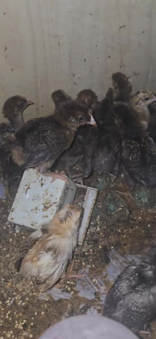 🐥 افراخ دجاج عرب – عمر 18 يوم
✔️ صحة ممتازة وتربية مضمونة
✔️ ماخذة لقاح التهاب الصرة
✔️ جاهزة للتربية فوراً

💰 السعر: الزوج بـ 3000 دينار فقط

🚚 التوصيل: متوفر داخل بغداد (الأجور على المشتري)

📍 الكمية محدودة – الحجز للجادين فقط

📩 للحجز والاستفسار خاص أو واتساب ***********
