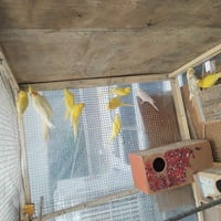 طيور حب • ٤ أزواج • كركوك