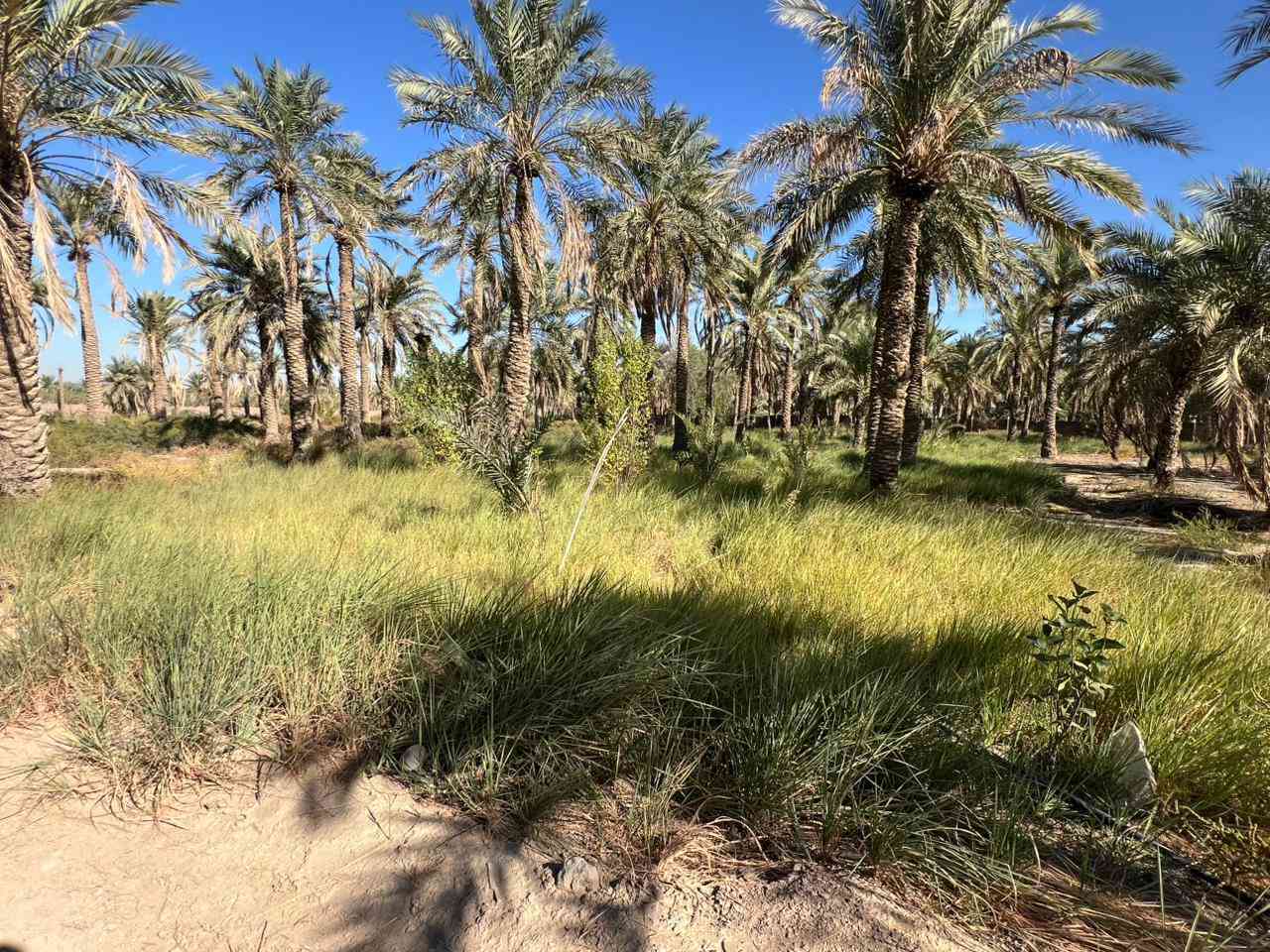 قطعةزراعي 418م سند25 كاع السعدون الشريف الرضي قرب الغسل الاصفر  طريق( ناصرية سوق) وجه بالشارع النازل  شارع10م ماء وكهرباء وسعر مناسب جدا جدا 
السعر 28 وبي مجال بسيط
***********
