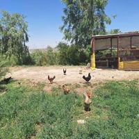 دجاج بياض • مع فروخ • دوانيه حمزه الشرقي