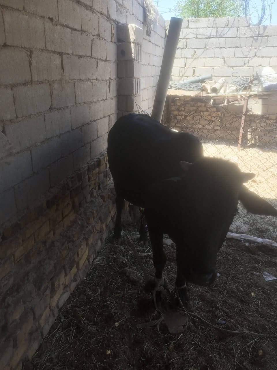عچل فريزي
 شرط الصحاه سمين يرهم كصابه وجني خير من الله سمنه 
مكاني حي العامل 
السعر مليون وسبع ميه 
***********
