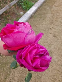 ورحمه الله وبركاته يوجد دونم للبيع في الدوره البوعيثه السده قرب جامع ا...